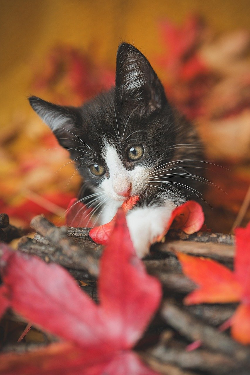 cat, kitten, feline, animal, nature, kitty, pet, autumn, fall
